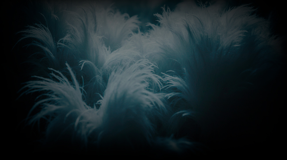 Технологии и материалы одежды: Пух Технологии и материалы одежды: Пух