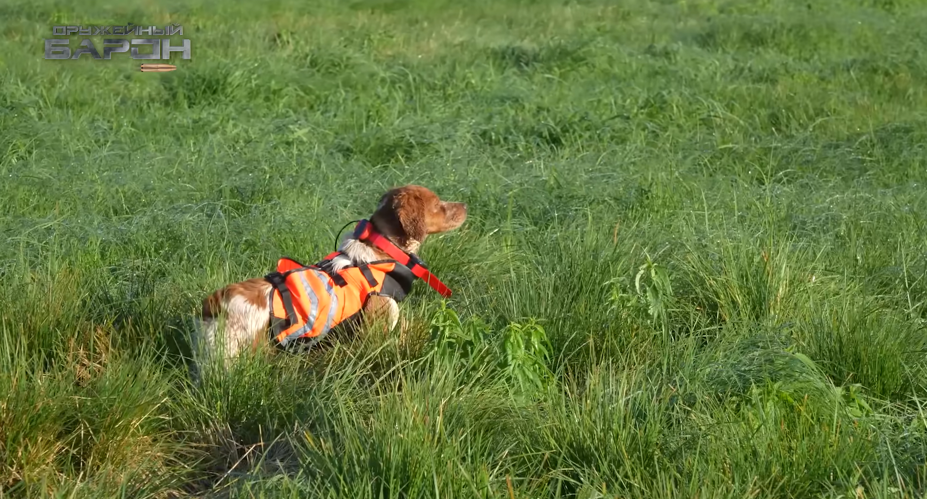 Один выстрел — одна птица: охота на дупеля с легавой. Секреты охоты на дупеля.