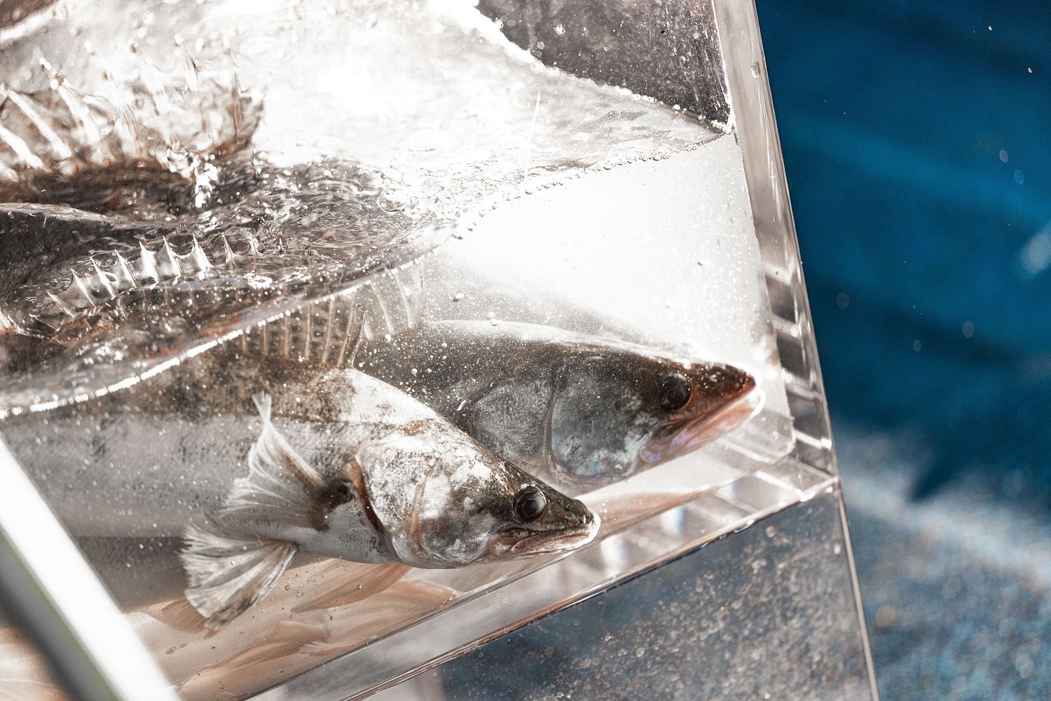 Remington поддерживает крупнейший турнир рыболовов "Золотой Судак".